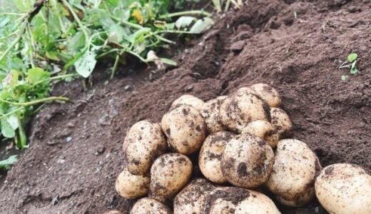 管理が楽？レンタル畑にも！ズボラさんにもおすすめな野菜特集！