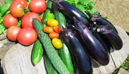 毎日が収穫日！家庭菜園で育てたい、お役立ち野菜特集！